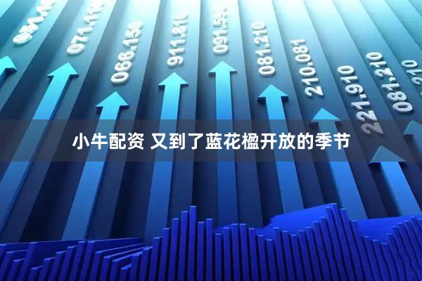 小牛配资 又到了蓝花楹开放的季节